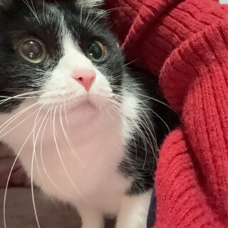 ハチワレねこメス