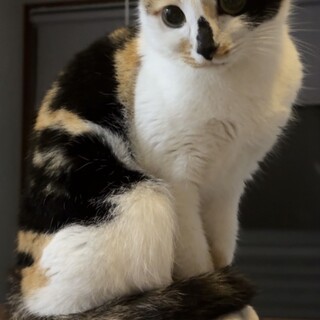 三毛猫 メス