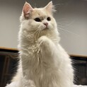 おうち決定！おうじくん