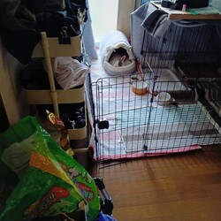 夏に備える