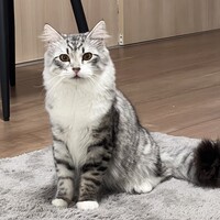 琥珀