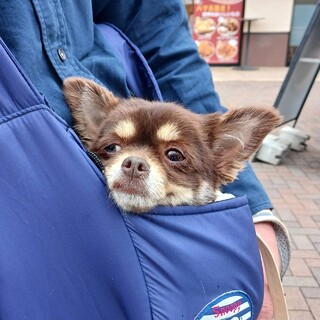 小型犬の保護犬里親募集情報 :: ペットのおうち【里親決定30万頭！】