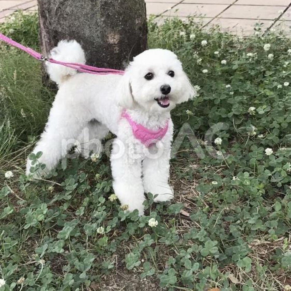 クープのカバー写真