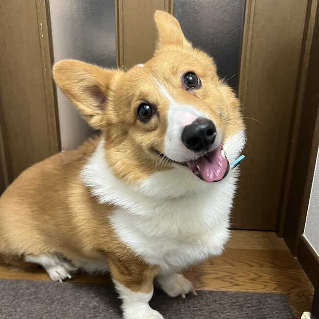chipiro20w3のカバー写真