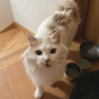 【ミル】うさぎのようなしっぽ。ふわふわな女の子