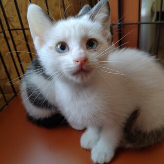 子猫の保護猫里親募集情報 :: ペットのおうち【里親決定30万頭！】