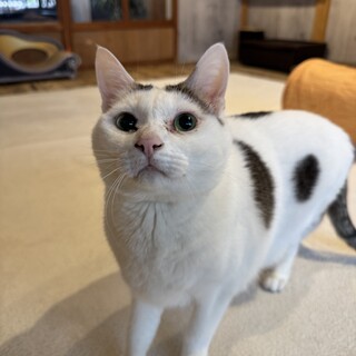 豆大福みたいなMIXキジシロ男の子もちくん★