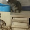 生後１ヶ月ジャンガリアンハムスターの子供です サムネイル2