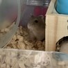 生後１ヶ月ジャンガリアンハムスターの子供です サムネイル4