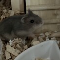 生後1ヶ月ジャンガリアンハムスターの子供ですⅡ