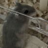 生後1ヶ月ジャンガリアンハムスターの子供ですⅡ サムネイル2