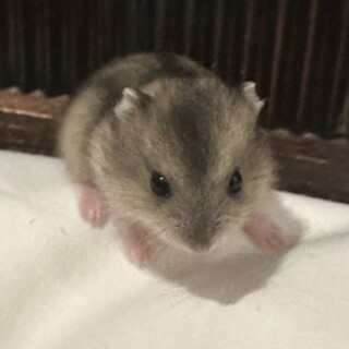 ハムスター(3匹)の里親様募集中‪です