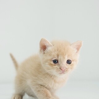 生後1ヶ月の雑種猫ちゃんです。」東京都 - 猫の里親募集(284525