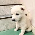 まるで子グマのよう！明るくフレンドリーな子犬