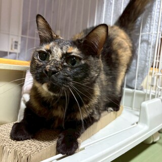 とっても甘えん坊なサビ猫ちゃん「きすぎるい」
