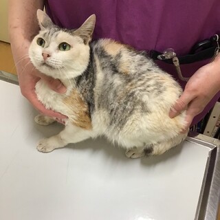 穏やかなゴマちゃん