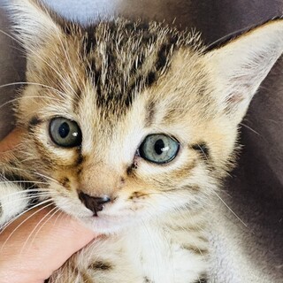 生後1ヶ月になったばかりです