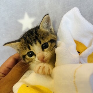 1ヶ月になったばかりのキジシロ