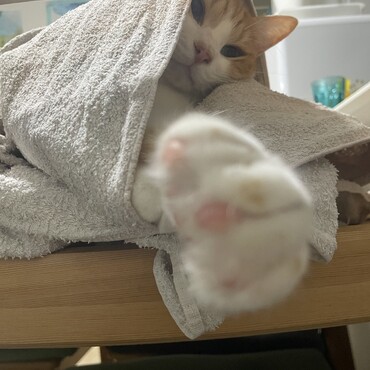 洗濯物に潜っていたので覗いたら、こっち見んなパンチされました。ふわふわで痛くはなかったです。猫の肉球って香ばしくて好き。