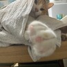 洗濯物に潜っていたので覗いたら、こっち見んなパンチされました。ふわふわで痛くはなかったです。猫の肉球って香ばしくて好き。