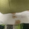 これは、寝ているこむぎのお腹です。AIはこの画像で、これが猫のこむぎであることを認識しました。最近のもんはすごいのう。