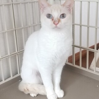 目が合った瞬間、恋に落ちる。究極の美猫めっかわ。
