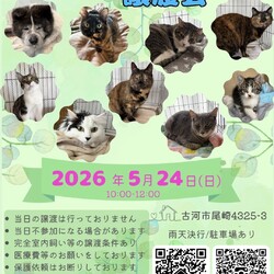 保護犬猫☺︎譲渡会 @古河市