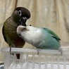りりんママ