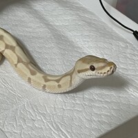 きなこ