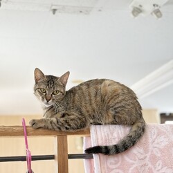 【千葉県船橋市】和風猫本舗☆保護猫の譲渡会