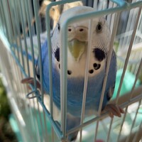 ぴよ