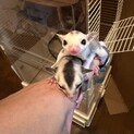 2ヶ月のモモンガ、オス、メス1匹ずつ