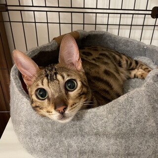 【5/17三田】人懐っこい甘えん坊★好奇心旺盛