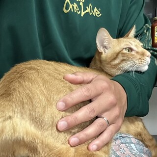 成猫(4歳)オス