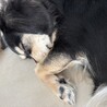 里親募集 サムネイル2