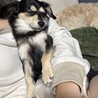 里親募集 サムネイル3