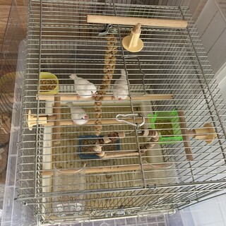生後1か月白文鳥3羽セット又はバラ　里親募集します