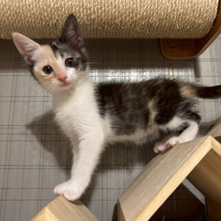 甘えん坊でお喋りさん♡リリちゃん