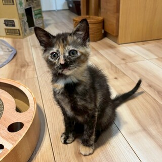 慎重派！個性的な魅力♡ルルちゃん
