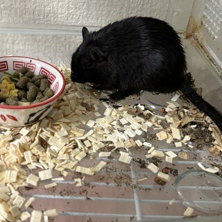 ラット系二匹の飼い主様