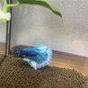 マクラん