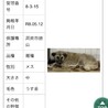 殺処分対象❗️収容期限5/19迄❗️延長なし サムネイル7