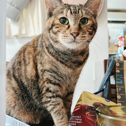 猫にゃんネットワーク府中{保護猫の譲渡会} サムネイル2