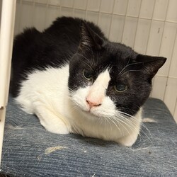 猫にゃんネットワーク府中{保護猫の譲渡会} サムネイル3