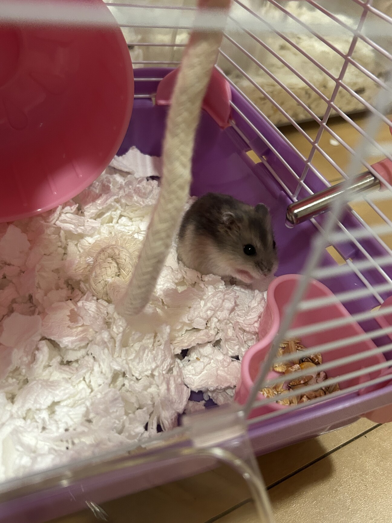 ハムスター」埼玉県 - 小動物の里親募集(540359) 1枚目の画像