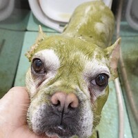 こもち