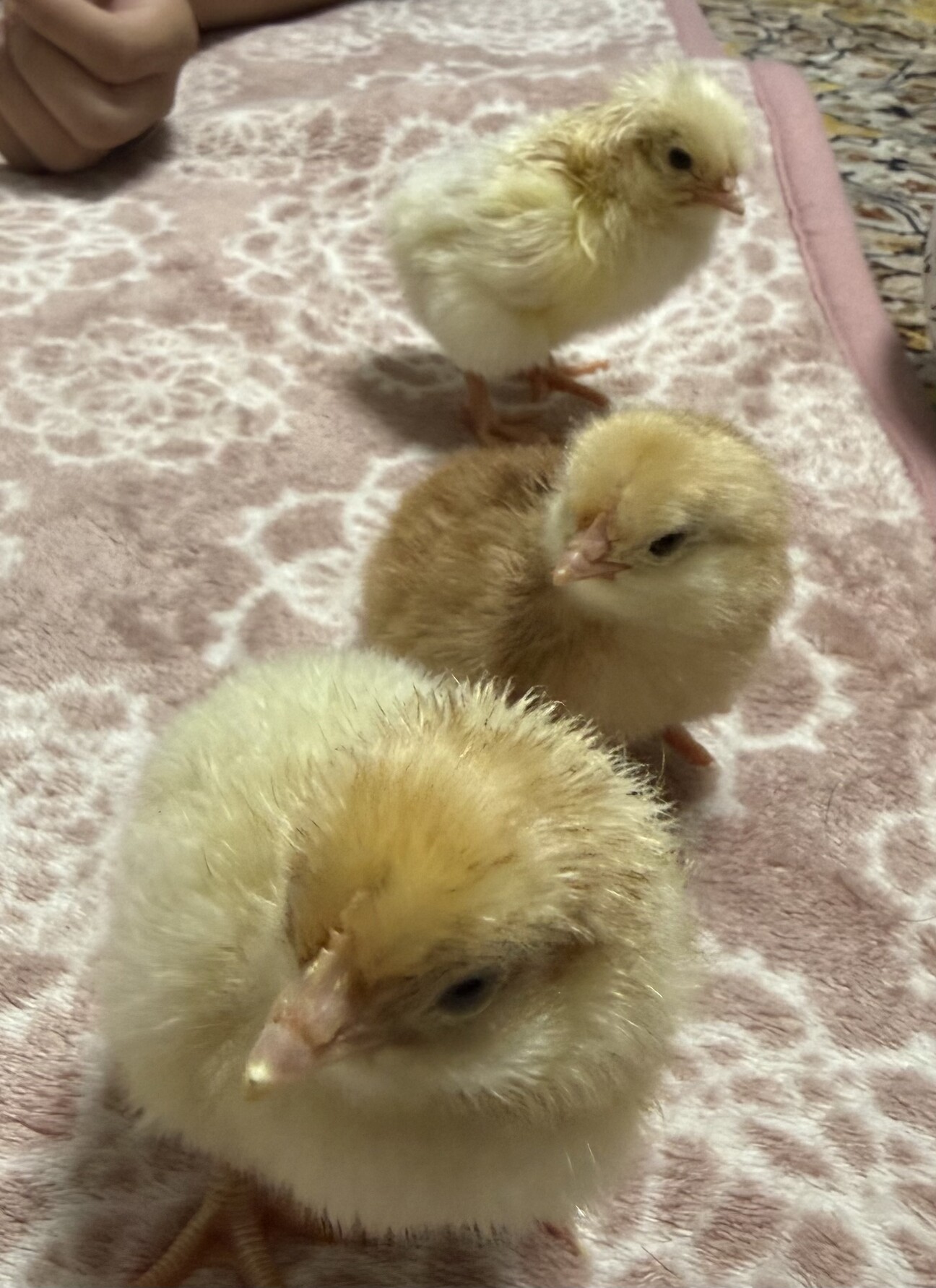 鶏 ボリスブラウン ひよこ 雛」大阪府 - 鳥の里親募集(540372 