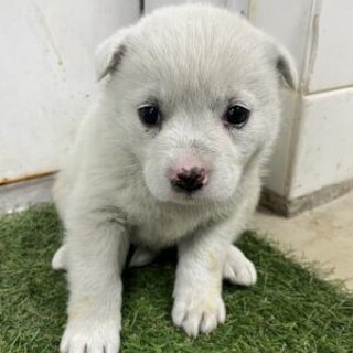 ※優先期間内にお迎え下さい　5月20日迄