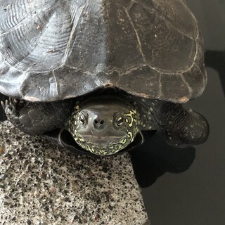 クサガメの里親を募集しています