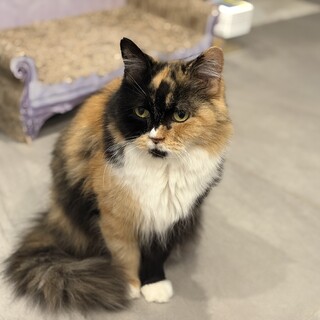 人が大好き三毛マンチカン☆みい♀5歳